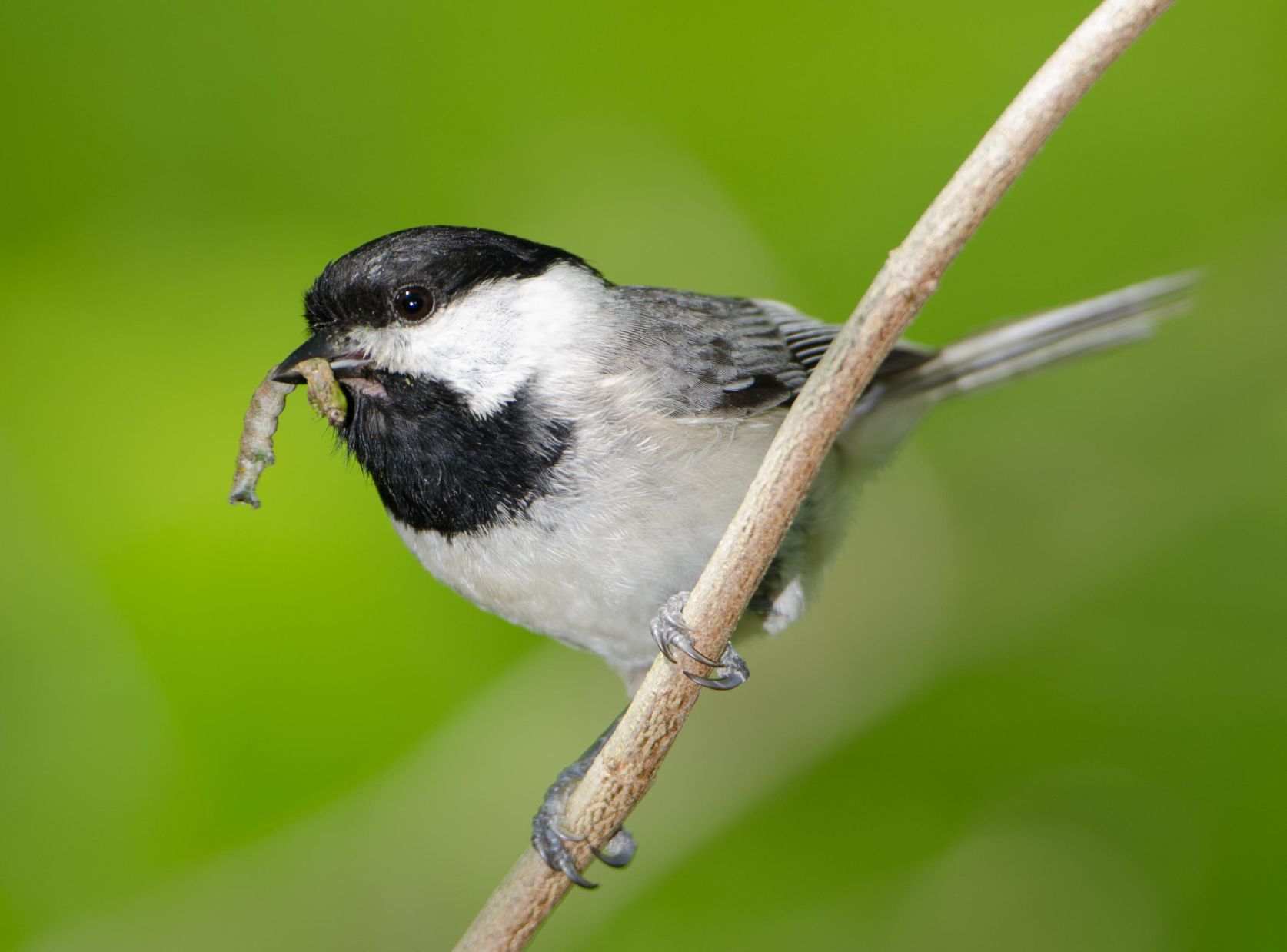 chickadee